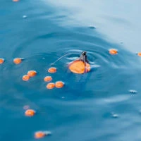 Korum Surface Feeder Float